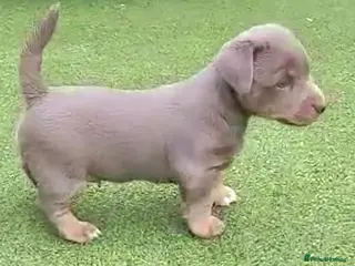 Jack Russell dogs Lilac/ Blue and Tan Jack Russell puppies - Advert 6