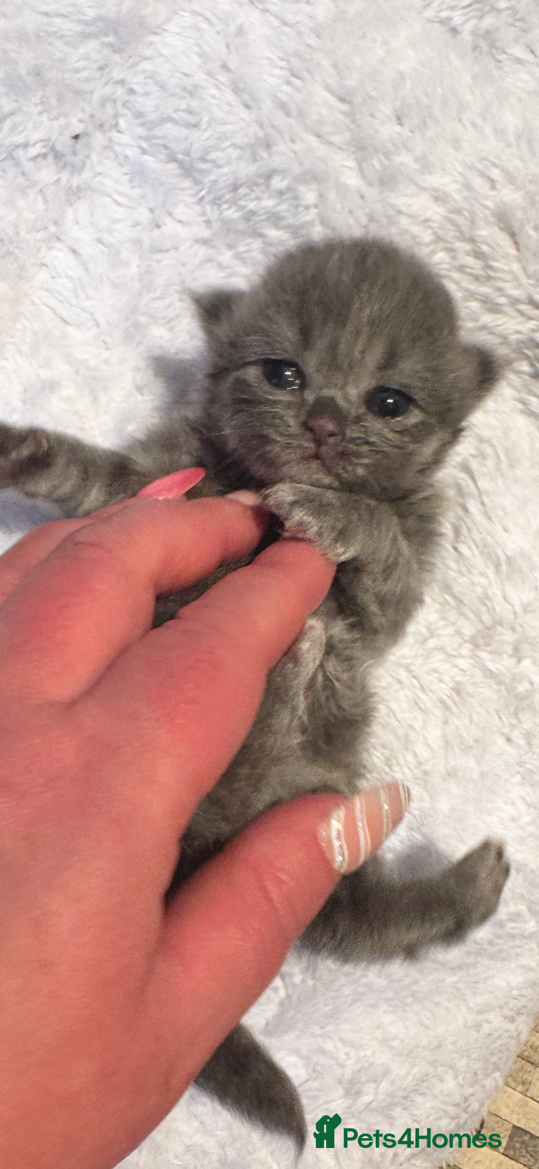 Maine Coon cats for sale: Main coon adorable kittens  - Advert 26