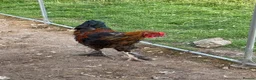 Mixed Breed poultry for sale: 2 cockrals available £20 each  - Advert 4