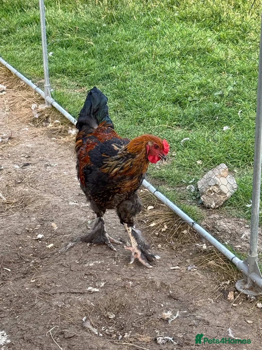 Mixed Breed poultry for sale: 1 cockerel available £10.00  - Advert 4