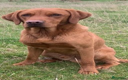 Labrador Retriever dogs for stud: Fully health tested, stunning Labradors - Image 5