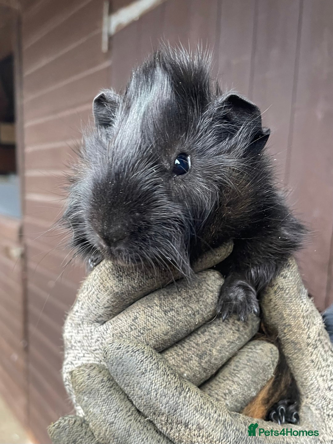 Guinea Pig rodents for sale: Beautiful Baby Guinea Pigs - Advert 8