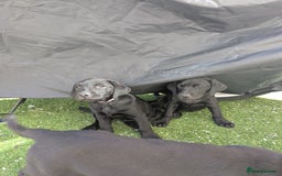 Labrador Retriever dogs for sale: Last black lab bitches available  - Image 25