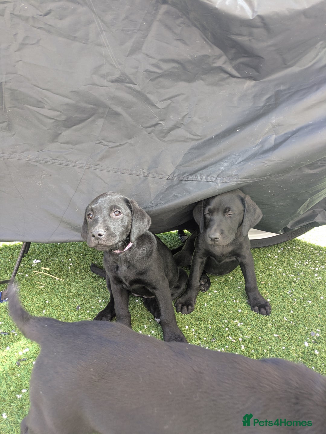 Labrador Retriever dogs for sale: Last black lab bitches available  - Image 25