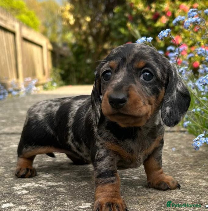 Miniature Dachshund dogs for sale: Minature Dachshund Pups - Advert 1