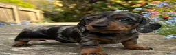 Miniature Dachshund dogs for sale: Minature Dachshund Pups - Advert 1