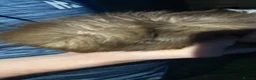 Guinea Pig rodents for sale: guinea pig rehoming  in Hull - Advert 2