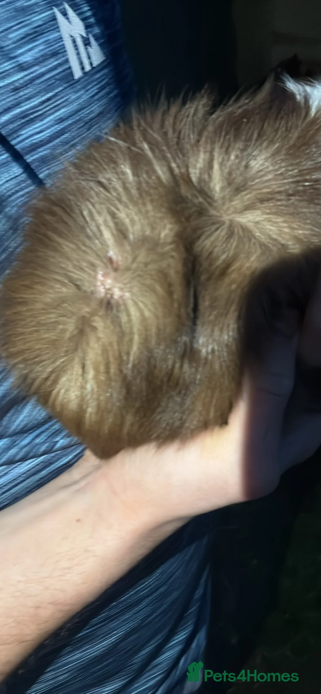 Guinea Pig rodents for sale: guinea pig rehoming  in Hull - Advert 2