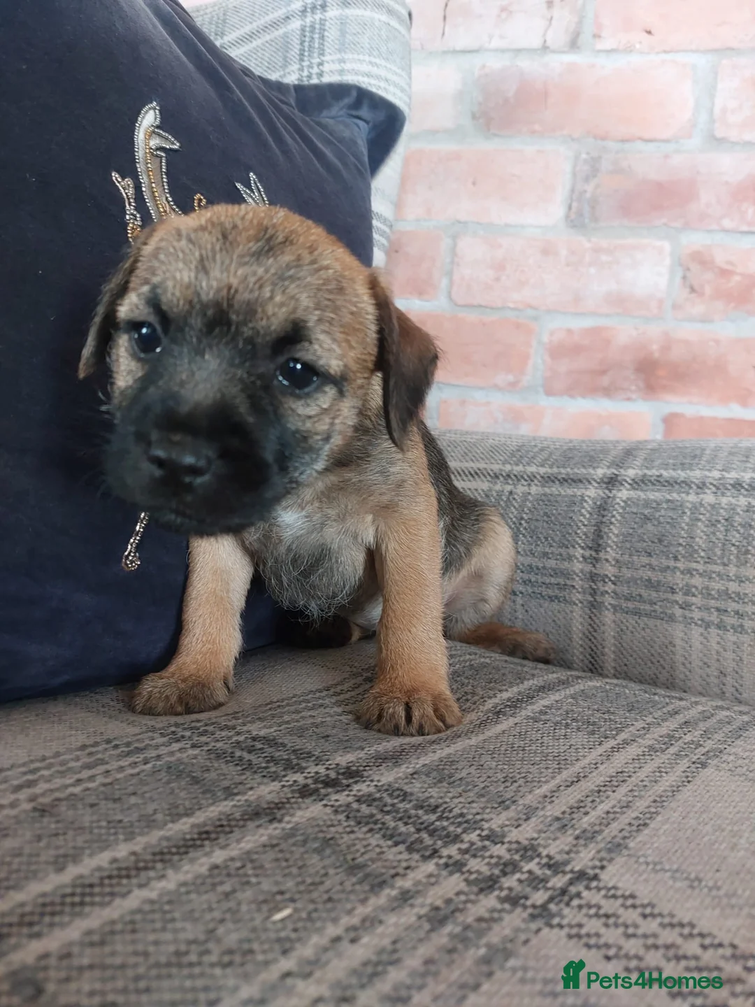 Border Terrier dogs for sale: Border Terrier KC reg SLEM Clear puppies  in Brecon - Advert 6