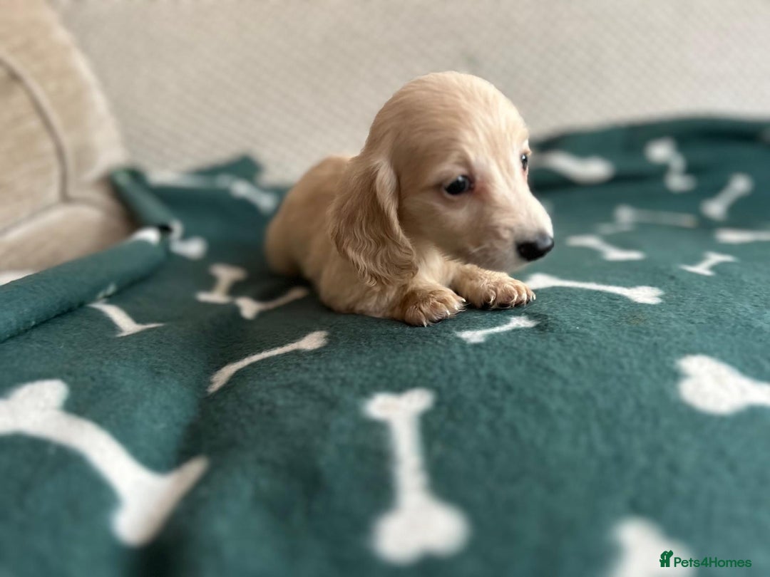 Miniature Dachshund dogs for sale: ***long haired mini dachshunds **** - Image 22