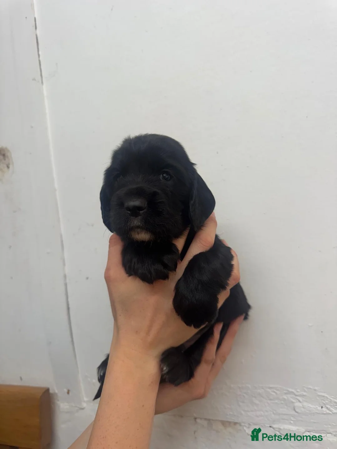 Sprocker dogs for sale: Sprocker Spaniel Puppies 🐶  - Advert 6