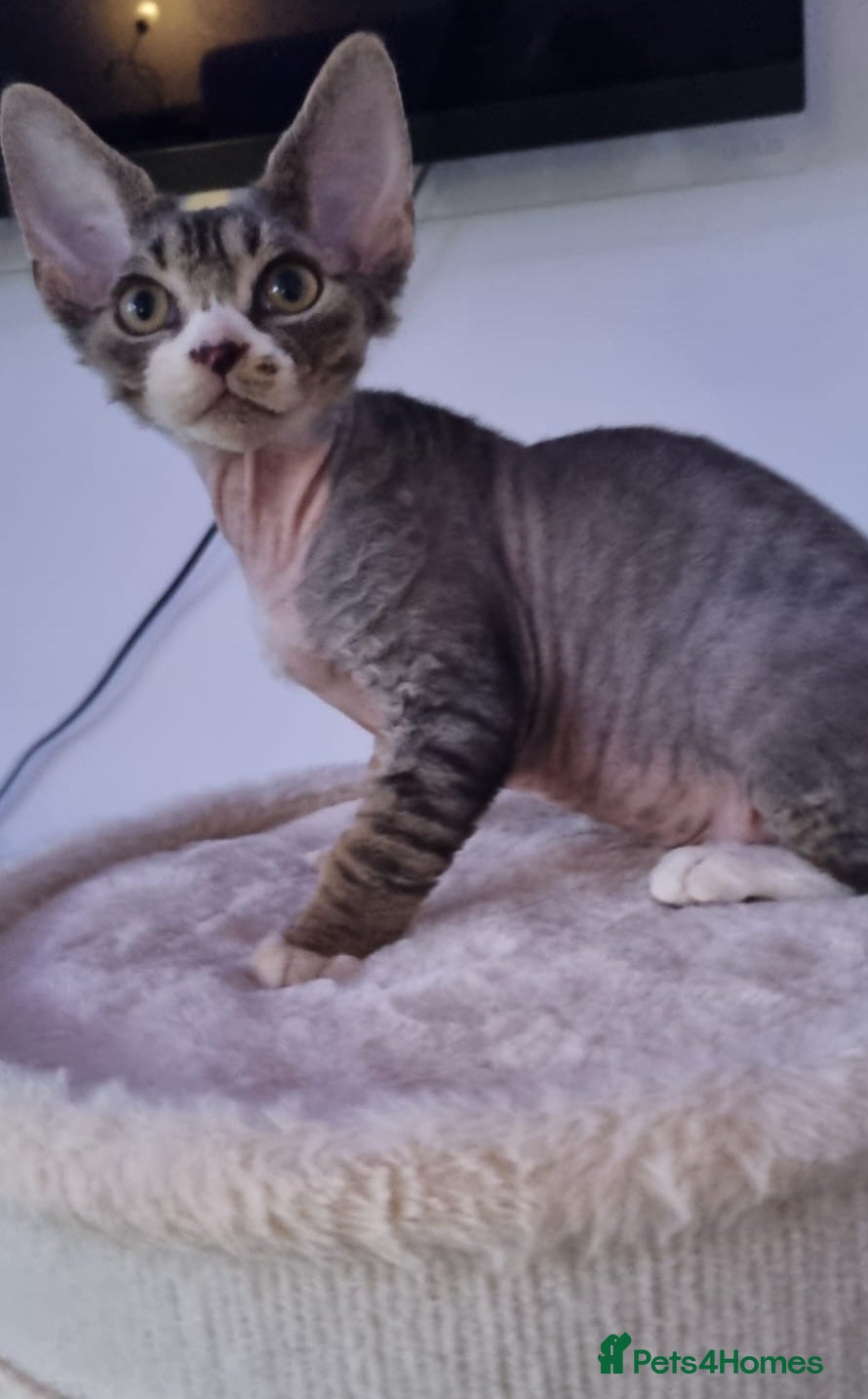 Devon Rex cats ❤️🐱Adorable Devon Rex boy ❤️🐱 - Advert 5