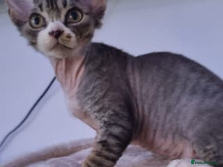 Devon Rex cats ❤️🐱Adorable Devon Rex boy ❤️🐱 - Advert 5