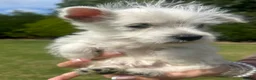 West Highland Terrier dogs for sale: West highland terrier  in Northallerton - Advert 9