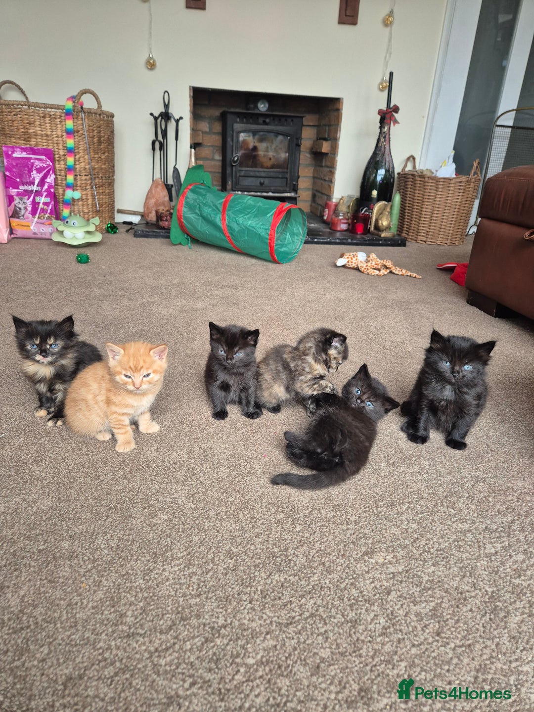 Mixed Breed cats for sale: 😺 VERY FRIENDLY KITTENS 😺 - Advert 17