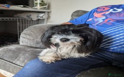 Biewer Terrier dogs for sale: Adorable Purebred Biewers  - Image 38