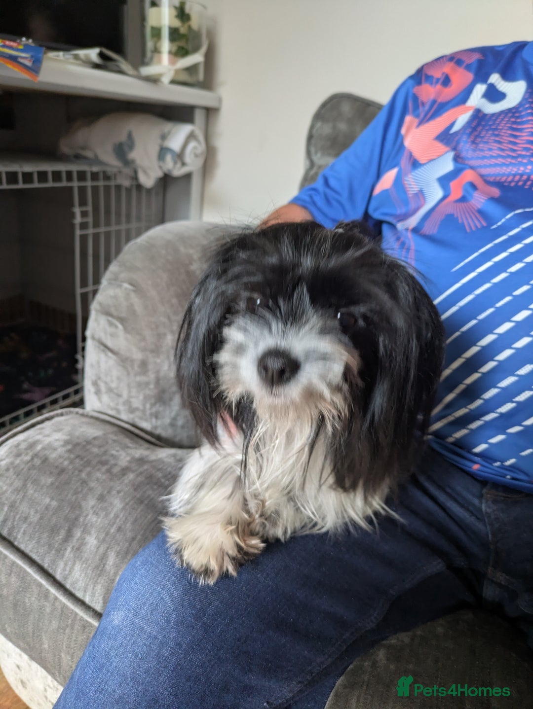 Biewer Terrier dogs for sale: Adorable Purebred Biewers  - Image 38