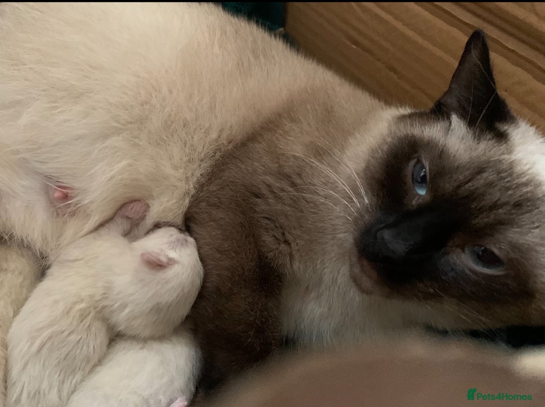 Siamese cats for sale: Beautiful Siamese  kittens  - Image 6