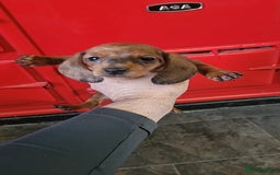 Miniature Dachshund dogs for sale: Miniature dachshund pups - Advert 10