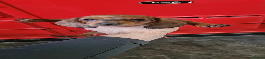 Miniature Dachshund Puppy 2