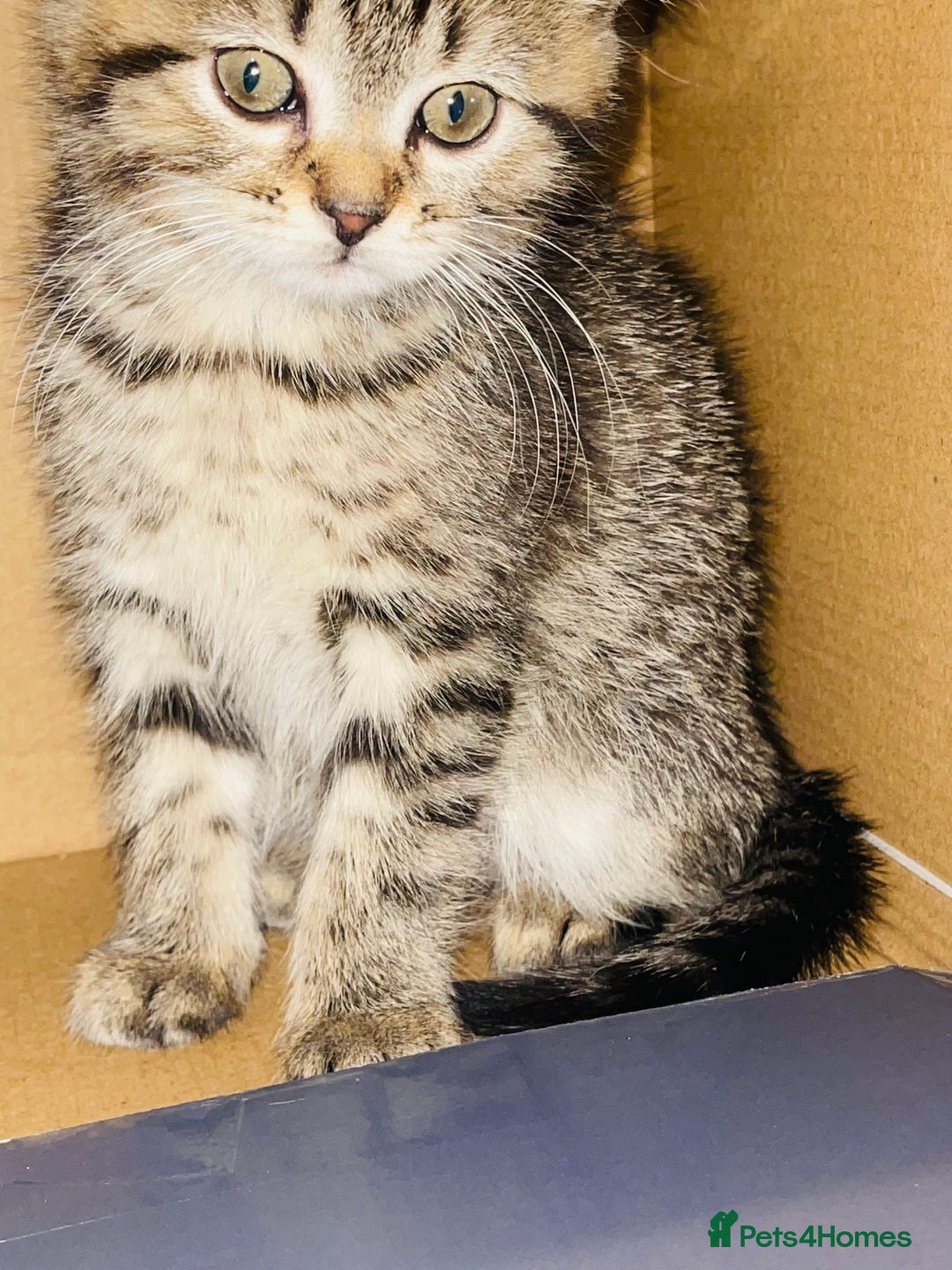 Brazilian Shorthair cats for sale: BSH looking for her forever home  - Advert 5