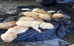 Labrador Retriever dogs for sale: Perfect Labrador Puppies - Image 11
