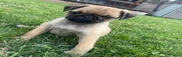 Pug dogs for sale: 🐾 scknz Pug Puppies Available Loving Pet Homes 🐾 - Advert 4