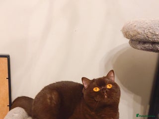 British Shorthair cats GCCF active chocolate female cinnamon carrier - Advert 4