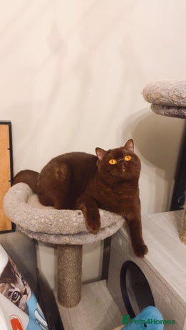 British Shorthair cats GCCF active chocolate female cinnamon carrier - Advert 3