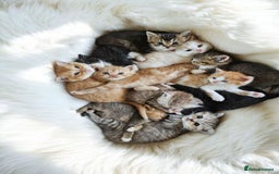 Scottish Fold cats for sale: Bundle of 11 Scottish fold Straight Ears Kittens - Image 1