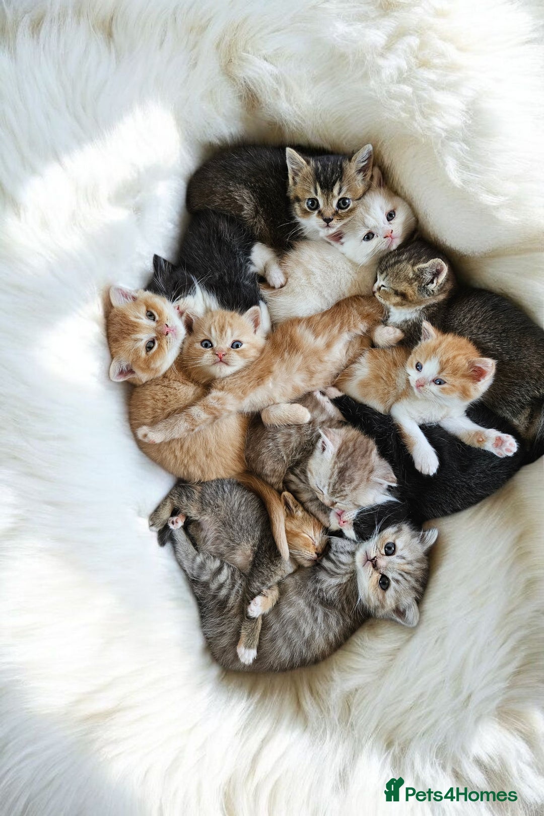 Scottish Fold cats for sale: Bundle of 11 Scottish fold Straight Ears Kittens - Image 1