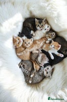 Scottish Fold cats Scottish Fold Straight Ear Kittens Last Girl left - Advert 10