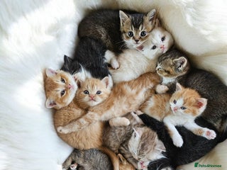 Scottish Fold cats - Advert 7