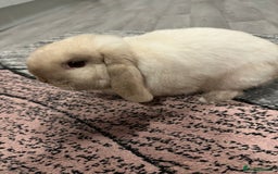 Mini Lop rabbits for sale: Mini lop boy for sale  - Advert 4