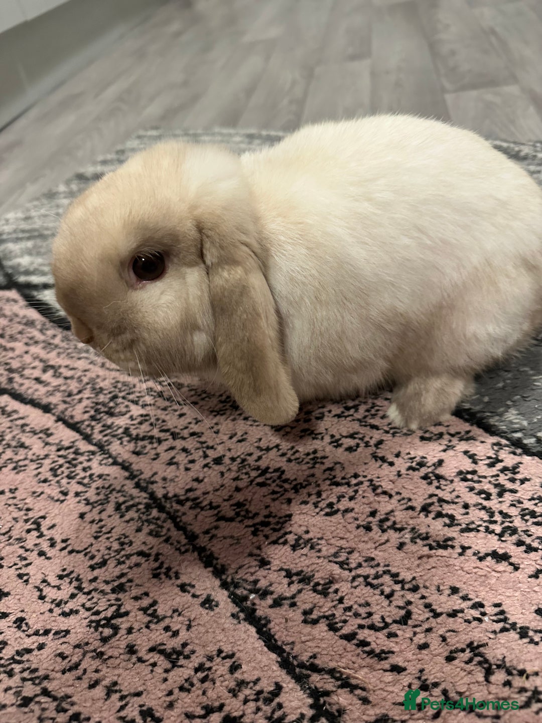 Mini Lop rabbits for sale: Mini lop boy for sale  - Advert 4