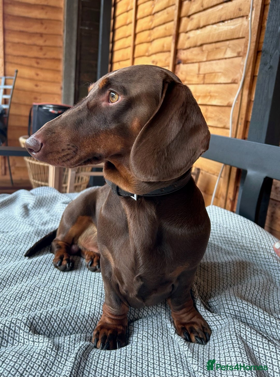 Dachshund dogs for stud: Proven KC chocolate&tan smooth haired dachshund - Advert 4