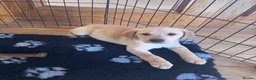 Labrador Retriever dogs for sale: Golden Labrador Puppies - Advert 1