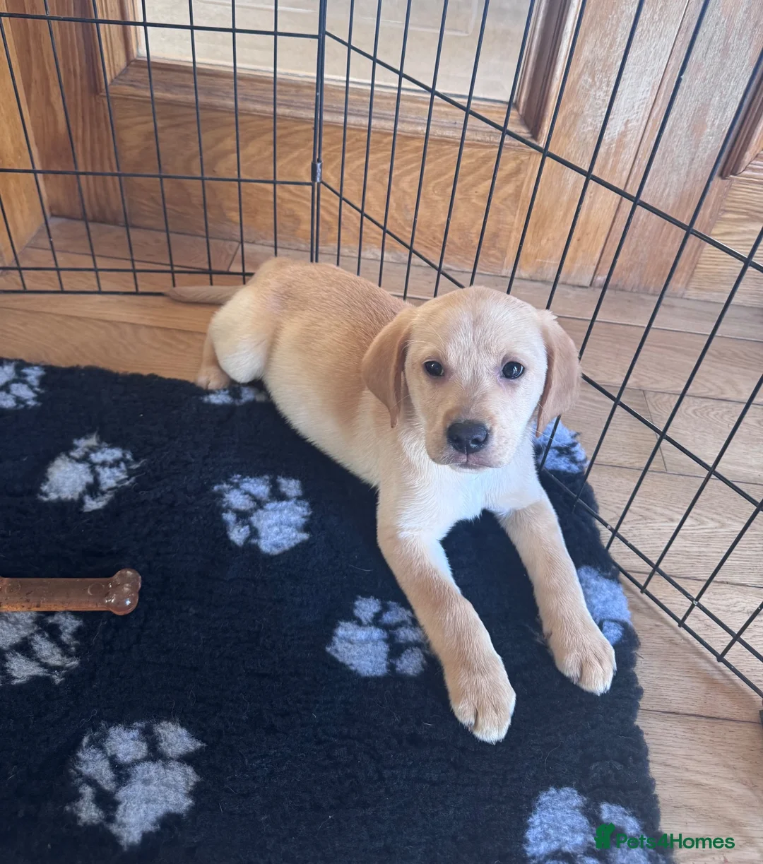 Labrador Retriever dogs for sale: Golden Labrador Puppies - Advert 1