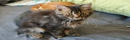 Mixed Breed cats for sale: Three 14 week old kittens - Advert 7