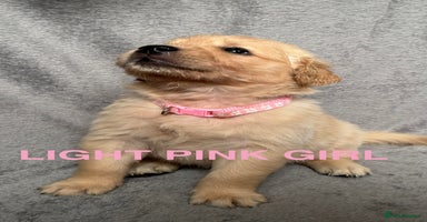 Golden Retriever dogs - Advert 11