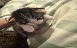 Domestic Shorthair cats for sale: 1 black, 1 tabby kitten - Image 2
