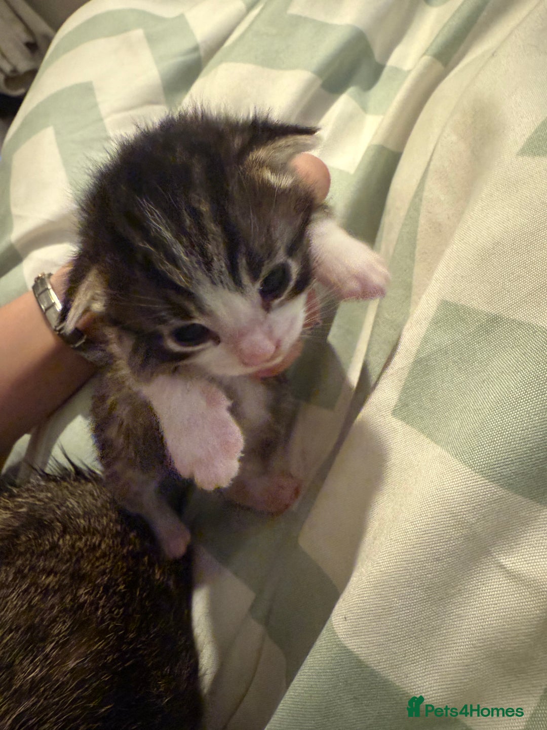 Domestic Shorthair cats for sale: 1 black, 1 tabby kitten - Image 2