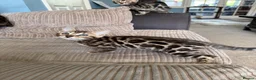 Bengal cats for sale: TICA Bengal kittens available.  - Advert 8