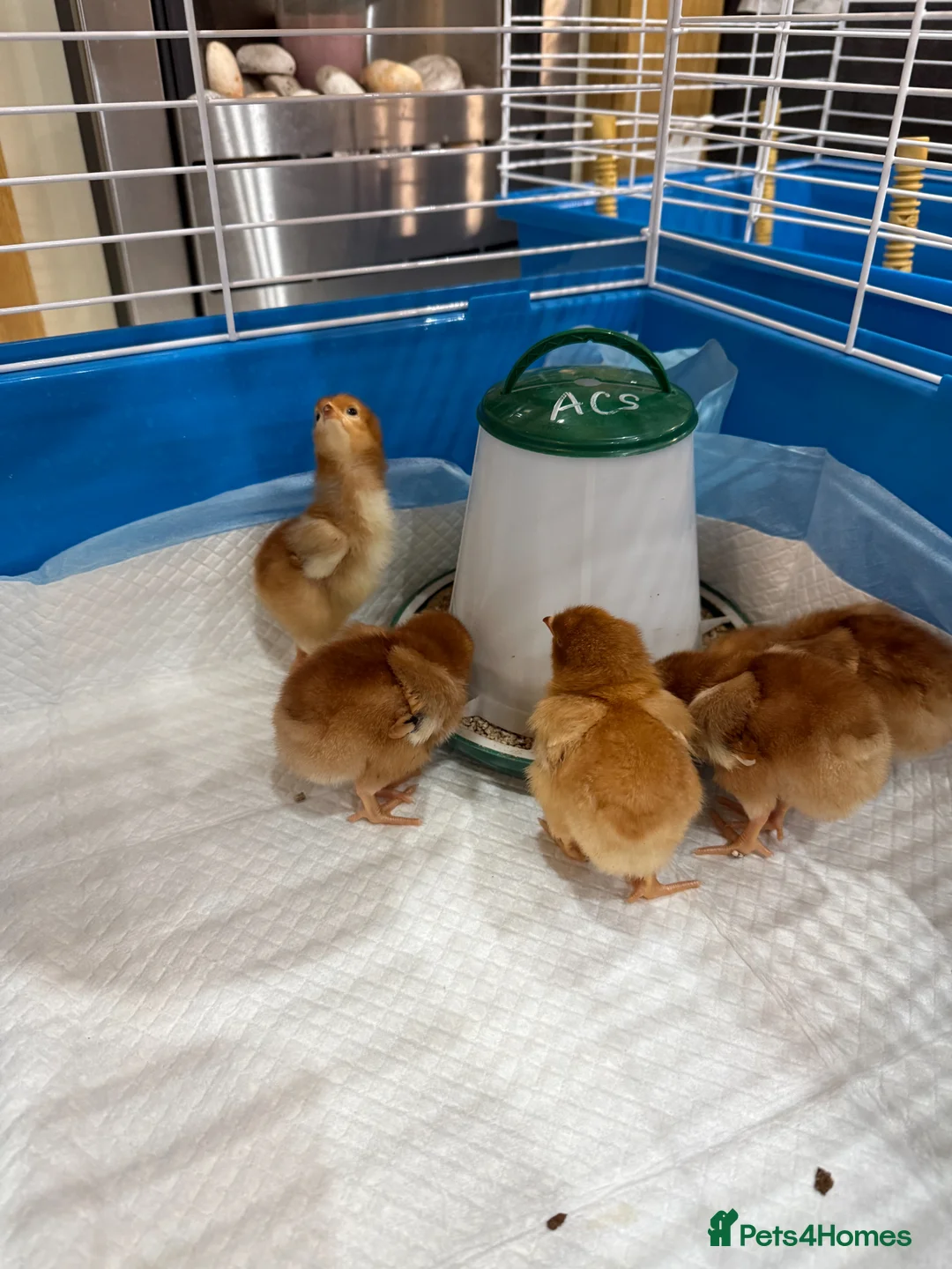 Chickens poultry for sale: Pure Breed Rhode Island Red Chicks 0-2weeks - Advert 1
