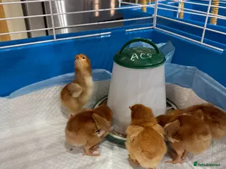 Chickens poultry for sale: Pure Breed Rhode Island Red Chicks 0-2weeks - Advert 1