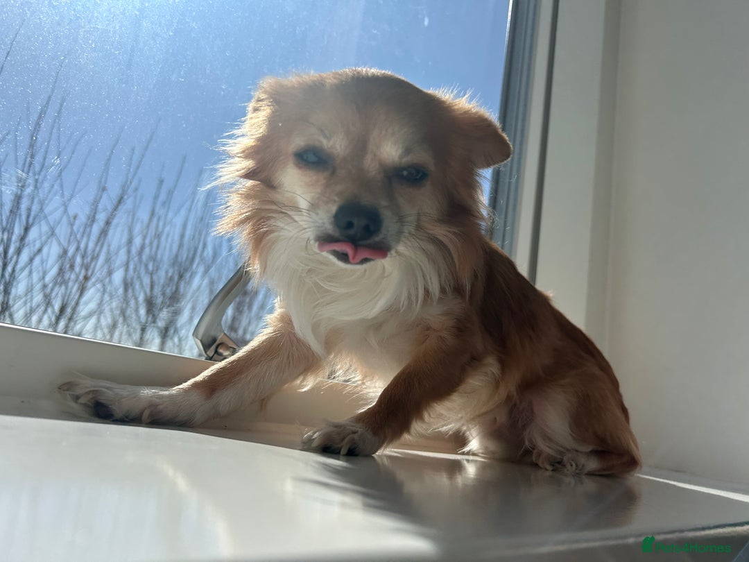 Chihuahua dogs for sale: 5 year old chihuahua, FOR FREE - Image 4