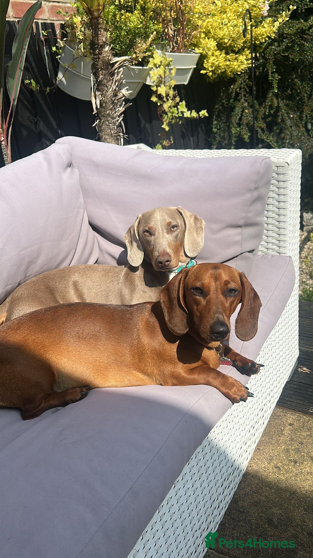 Dachshund dogs for sale: 4 Daschund Puppies Chocolate tan & Isabella - Image 6