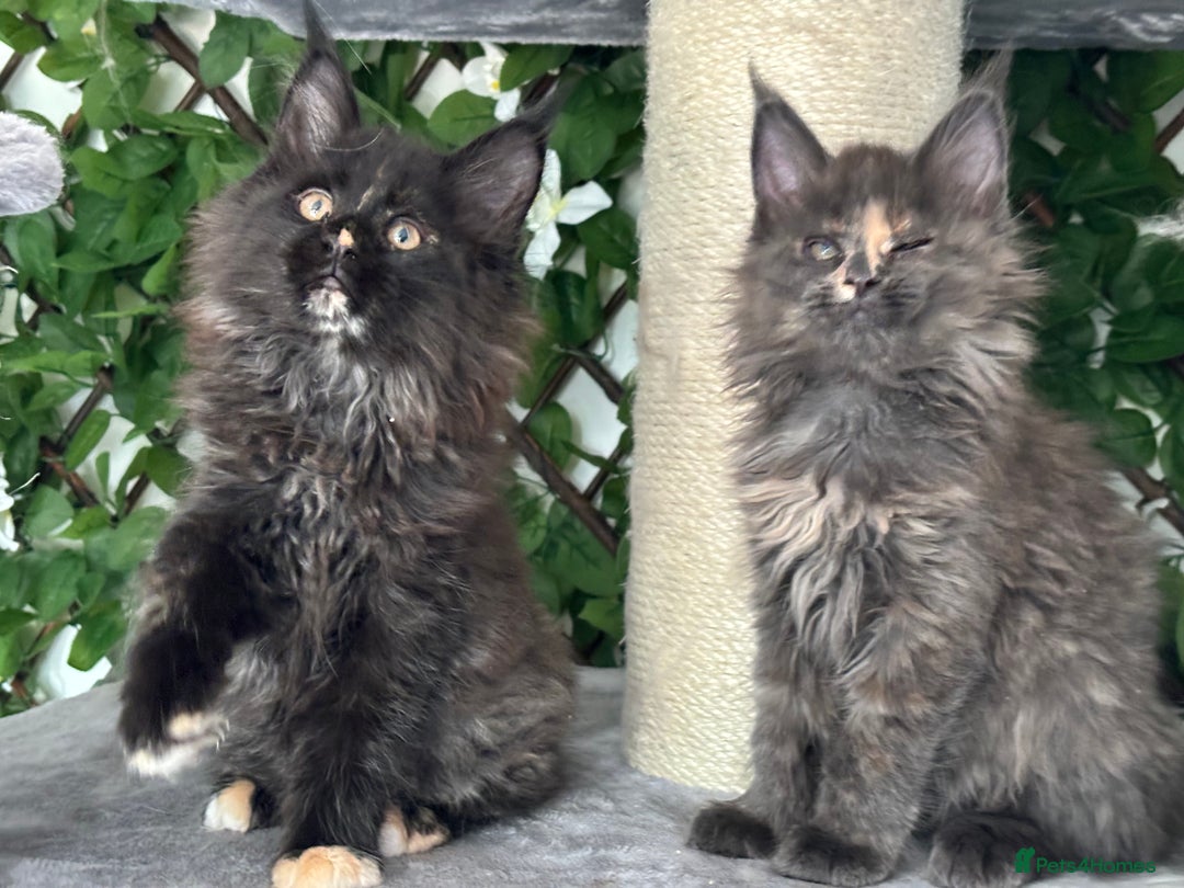 Maine Coon cats for sale: Tica Stunning Kittens  - Image 11