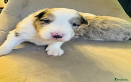 Border Collie dogs for sale: KC Reg (pending) Border Collie Puppies For Sale - Image 1
