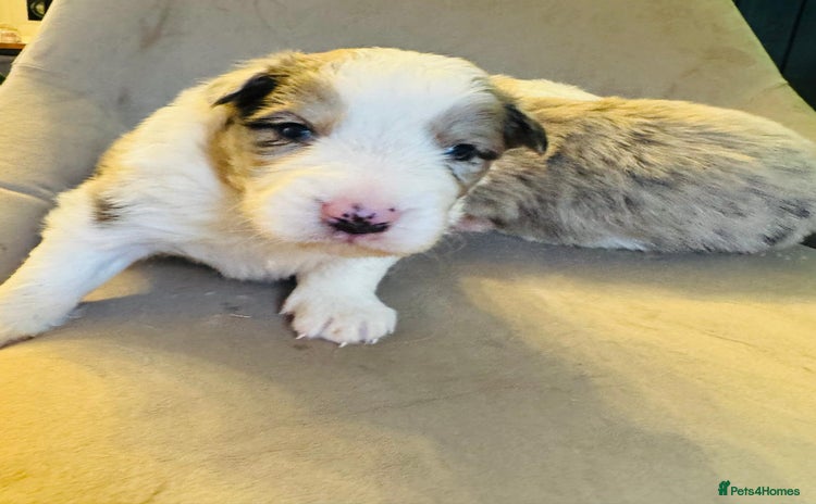 Border Collie dogs for sale - Advert 3